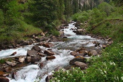 Mountain river with stones in the turgen gorge with forest and high grassy banks in summer