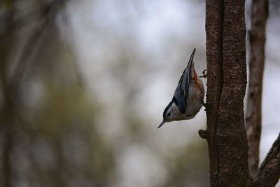 Close-up of bird perching on tree trunk