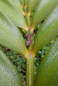 Full frame shot of water drops on cactus