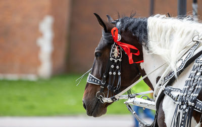 Horse standing on field