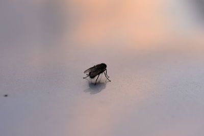 Close-up of fly on land