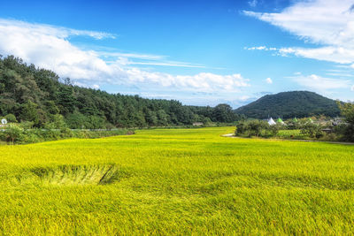 Wanggok village rice paddies during harvest season. famous folk village in goseong, south korea