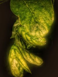 Close-up of green leaves on black background