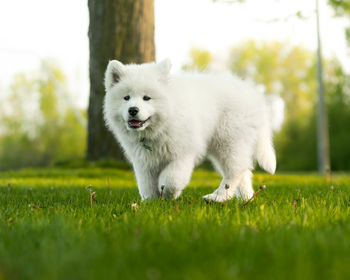 Dog running on field