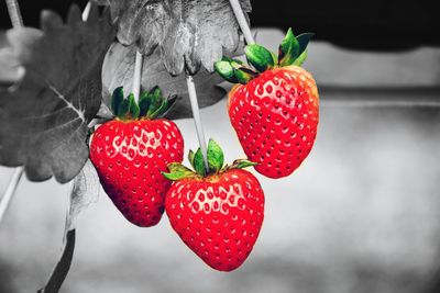 Close-up of strawberries