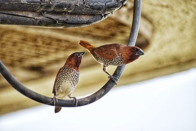 Close-up of bird perching on a branch