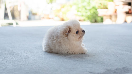 Close-up of a dog