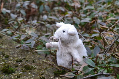 Close-up of sheep sitting outdoors