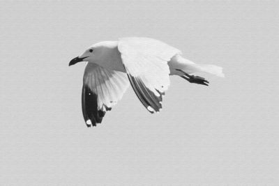 Close-up of bird flying