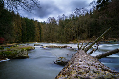 Scenic view of river stream amidst trees in forest against sky