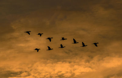 Low angle view of silhouette birds flying against sky