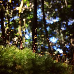 Plants and trees on field in forest