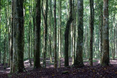 View of trees in forest