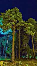 Trees at night