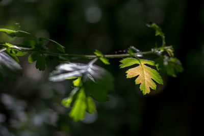 Close-up of leaves on branch