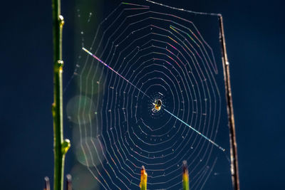 Close-up of spider web