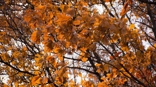 Low angle view of autumnal tree