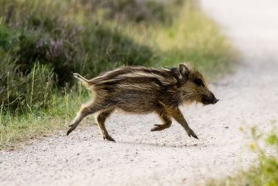 Full length of a pig running on road
