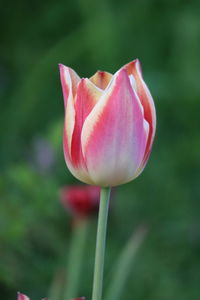 Close-up of pink tulip