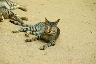 High angle view of a cat lying on sand