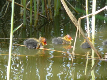 Duck swimming in lake