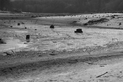 View of birds on land