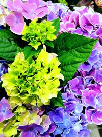 High angle view of purple flowering plants