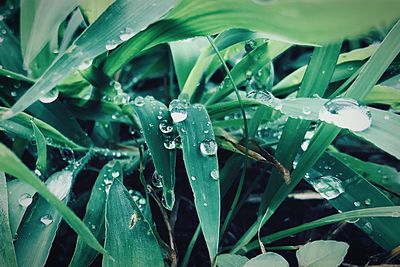 Close-up of wet plant during rainy season