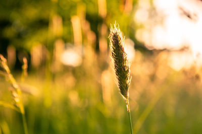 Close-up of stalks in field