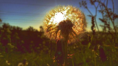 Plant growing on field at sunset