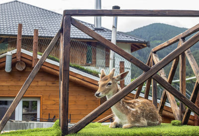 Young deer on a wooden platform on the roof.