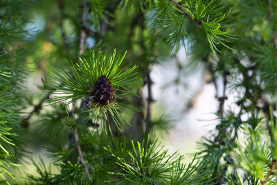 Closeup of larch branches with cones lit by sunlight