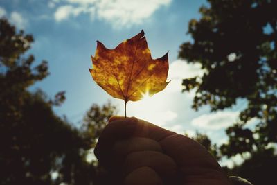 Close-up of hand holding maple leaf against sky