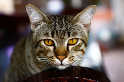 Close-up portrait of cat