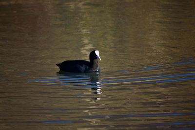 Duck swimming in lake