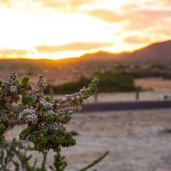 Close-up of plant on field against sky during sunset