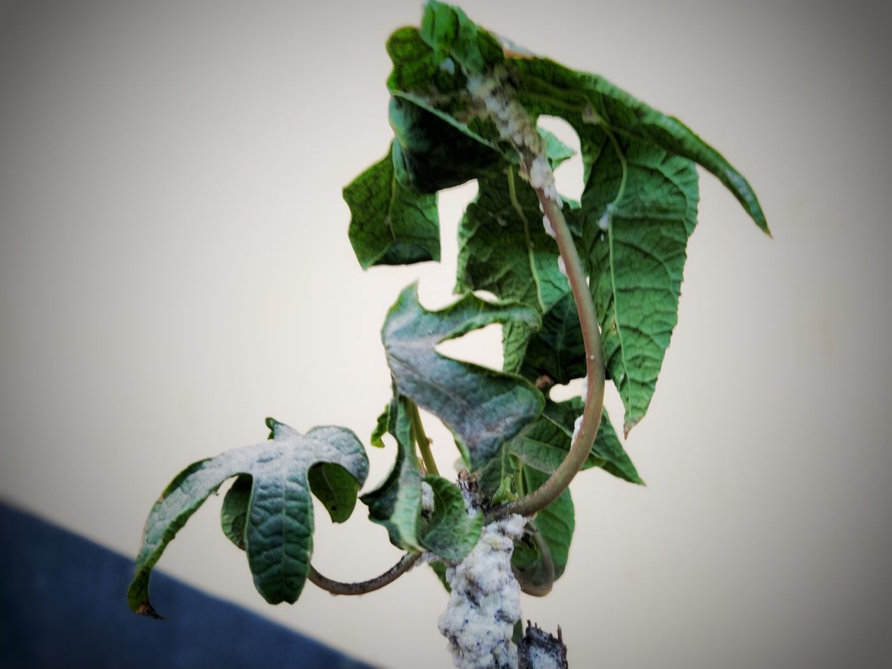 CLOSE-UP OF FRESH GREEN PLANT AGAINST WALL