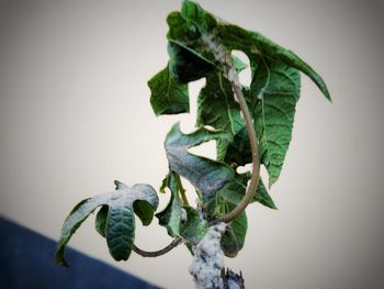 Close-up of fresh green leaves against wall