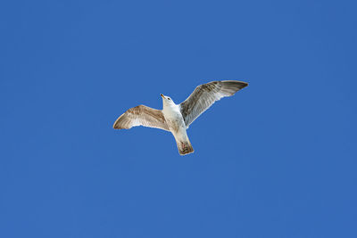 Low angle view of seagulls flying against clear blue sky