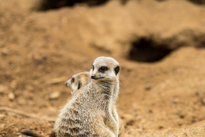 Close-up of meerkat on field