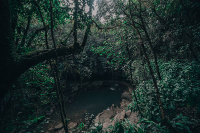 Trees growing in forest