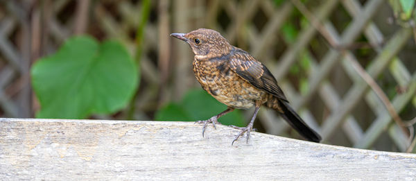 Close up of juvenile young blackbird brown feathers perched on wooden surround in summer sun