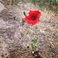 Close-up of poppy blooming on field