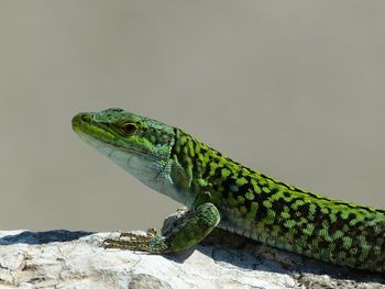 Close-up of lizard