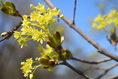 Close-up of yellow flowering plant