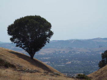 Tree on mountain against clear sky