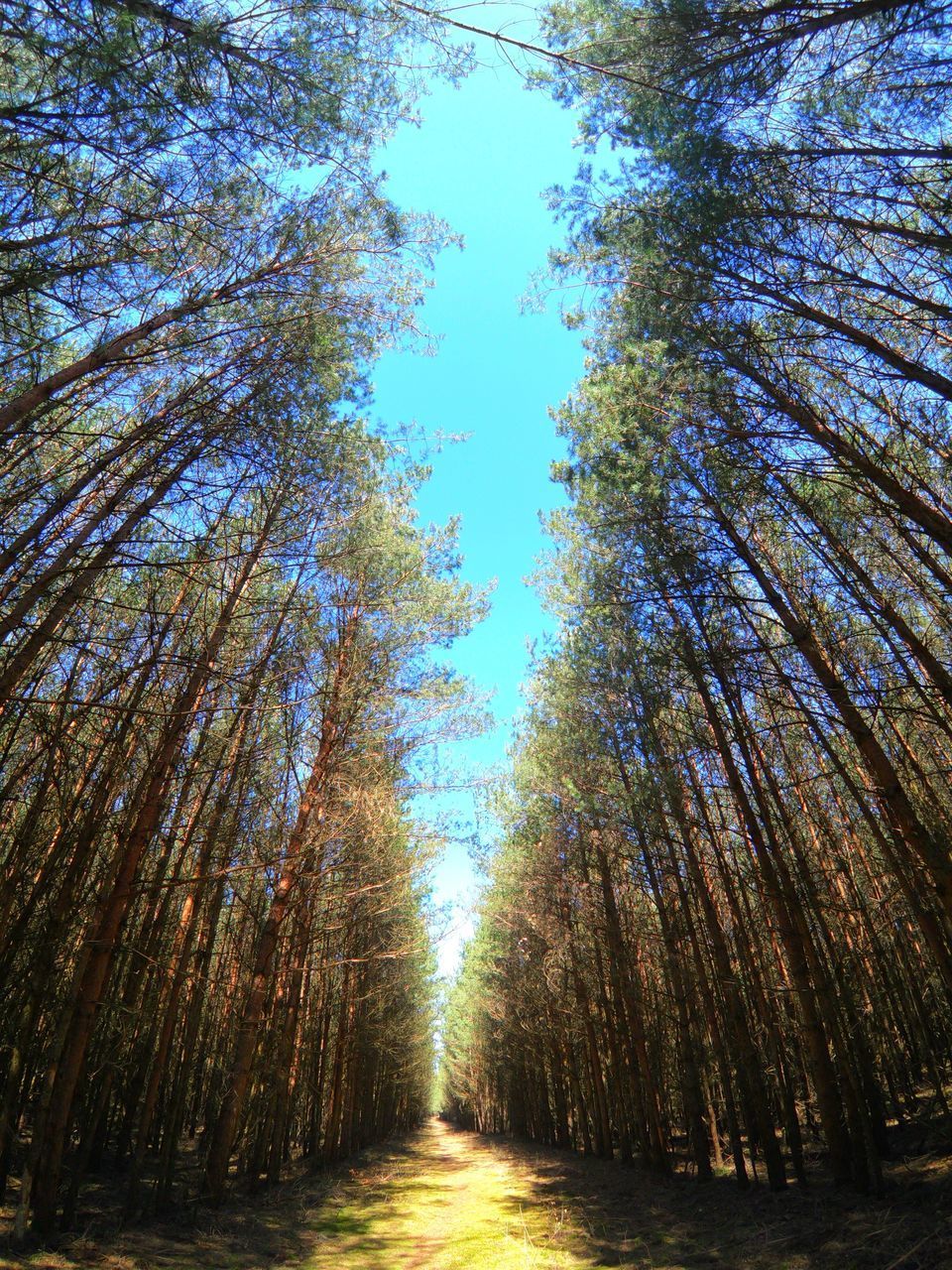 LOW ANGLE VIEW OF TREES IN FOREST