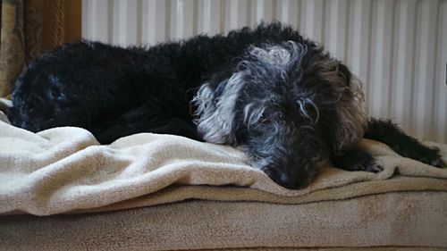 Dog sleeping on bed