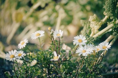 Close-up of white daisies blooming outdoors