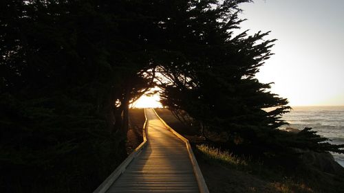 View of trees at seaside